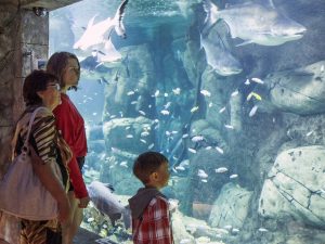 Океанариумы